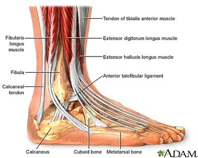 Ankle Bone Chart